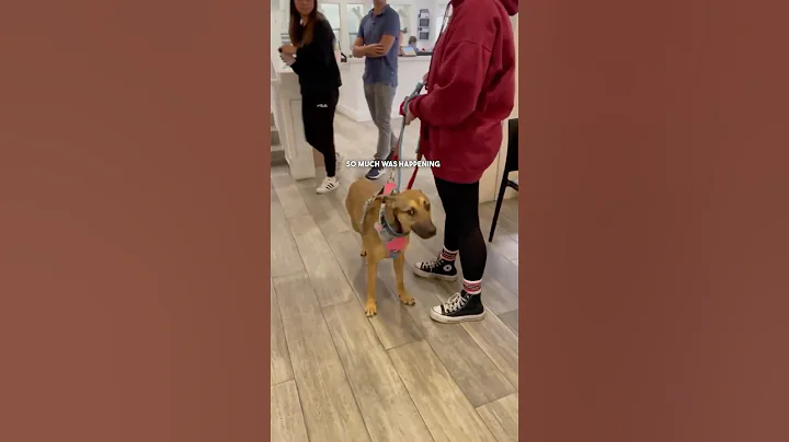 Every Foster Helps Save Lives ❤️‍🩹 During LA Wildfires