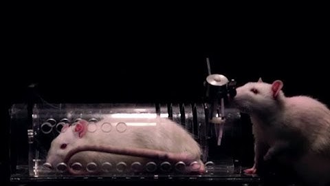 Do Rats Feel Empathy?