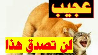 عجيب لن تصدق هذا| لماذا تصرخ القطة اثناء عملية التزاوج