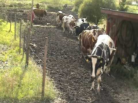 Video: Mitä Odottaa Lehmän Vuodelta