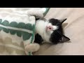 布団に忍び込んできて寝た子猫