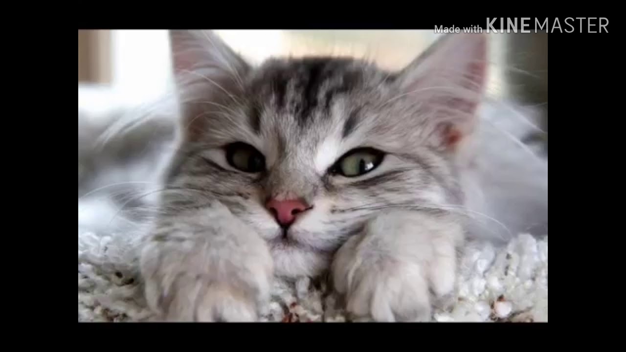 Котики😍 