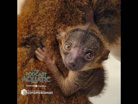 Surprise, It's a Baby Lemur!