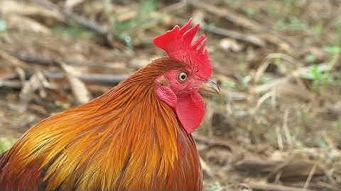 Noob qaib qus pom2 -Red Jungle Fowl50% Beautiful-정글 닭50% (ลูกผสมเลือดป่าF2)...4