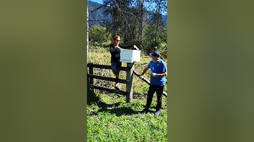 How to set up a swarm trap to catch bee swarms at Mariefields Organic Permaculture Farmstay