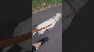 Mini Bull Terrier Luna Leadleashrope Control