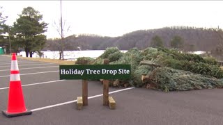 Christmas trees to keep fish population in Claytor Lake healthy