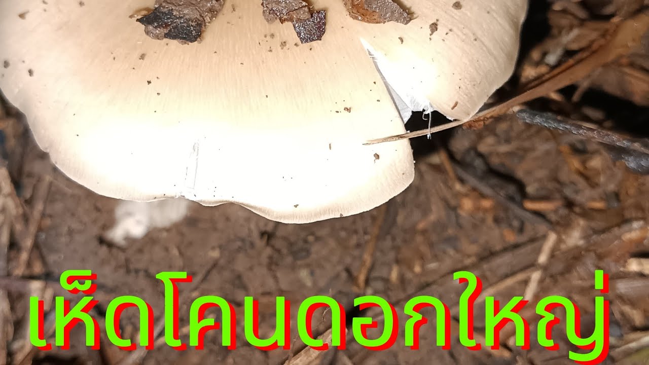 เห็ดโคนดอกใหญ่