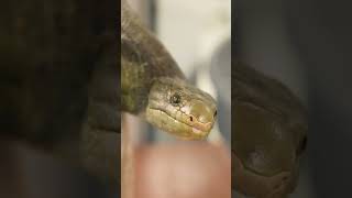 Make a New Friend! This PrehensileTailed Skink Loves to Hang Out