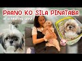 Paano patabain ang shih tzu  healthy foods and tips for picky eater shih tzu