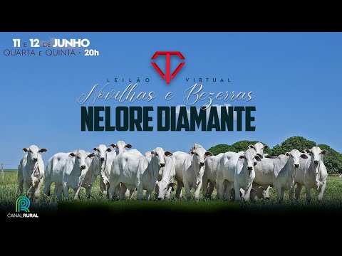 LOTE 41