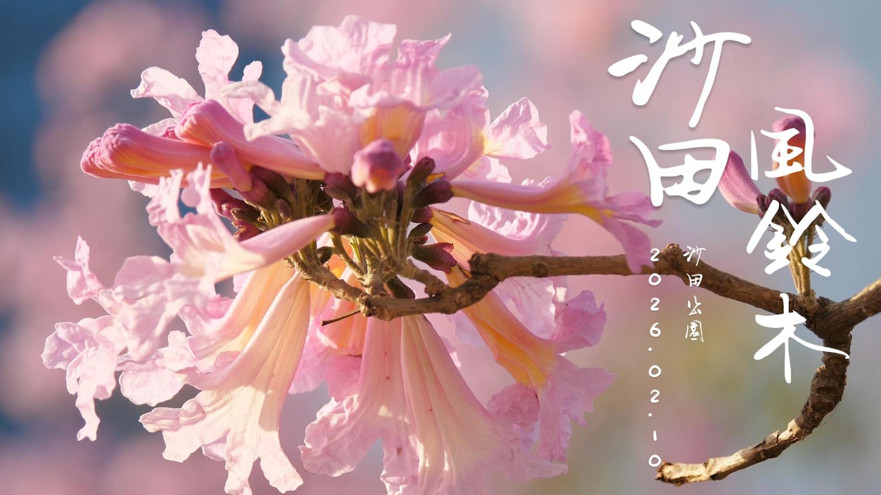 沙田公園 滿園春色#紫花風鈴木 #桃花 #玫瑰花 鳥語花香 4K