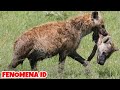 Hyena Ini Memangsa Hyena Lainnya Hingga Seperti Ini, Hyena Saling Bertarung