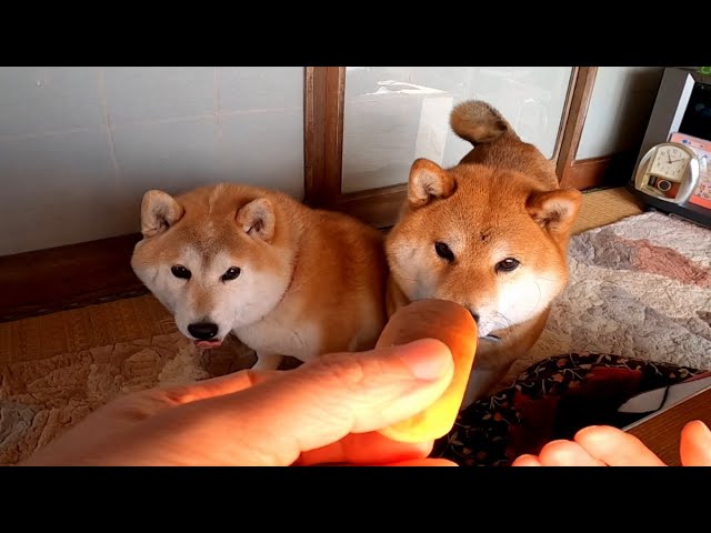 パン下さい！！🍞🍞🥖🥖