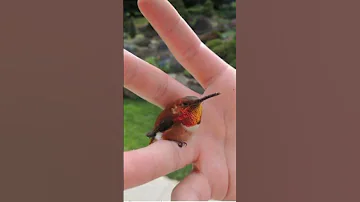 small bird humming bird Like and subscribe #Amazing facts