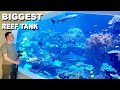 Sharks  corals  240000 liter 60000 gallon  the biggest reef tank  highlights