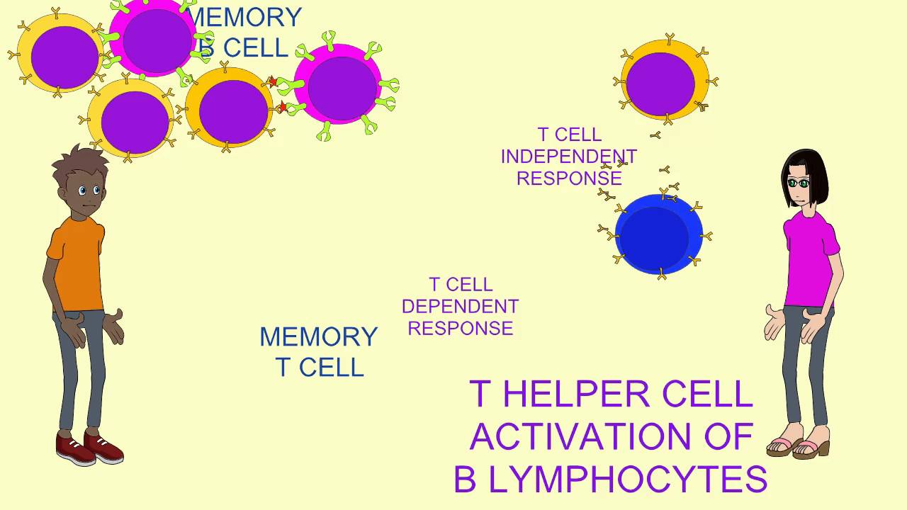 T HELPER CELLS IN HUMORAL RESPONSE - YouTube