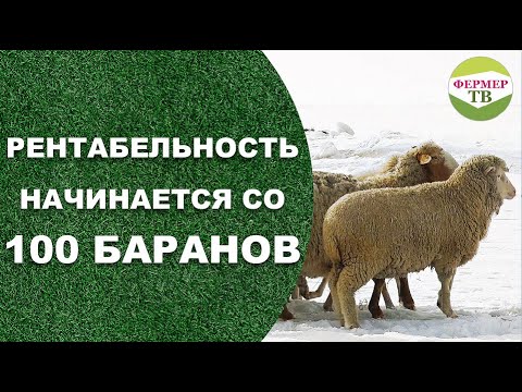 Видео: Я работаю с животными: жизнь овцевода