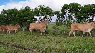 GANADO BRAHAMAN ROJO🐄🐂🐂🐂🐂👍👍✔✔✔✔PETÉN GUATEMALA