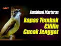 KOMBINASI MASTERAN KAPAS TEMBAK - CILILIN - CUCAK JENGGOT