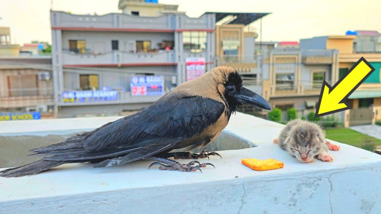 Crow Brings Gifts to Kittens… You Won’t Believe What Happens Next.