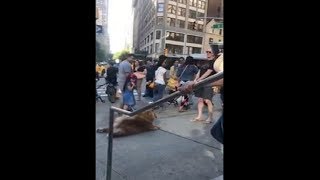 Little Fluffy Dog Won't Walk Until He'll Get Pets