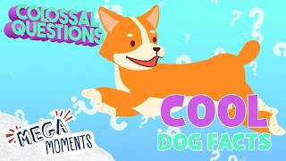 Cool Facts About Dogs! 🐶 | Colossal Questions 🧠 | Mega Moments