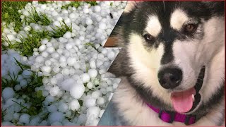 HUSKY reacts to hail STORM ❄️ by HUNGRY HUSKY PACK 2,042 views 3 years ago 1 minute, 47 seconds