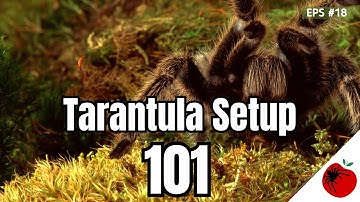 The secrets to setting up a perfect Tarantula Enclosure