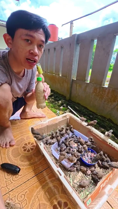 add more sparrow chicks