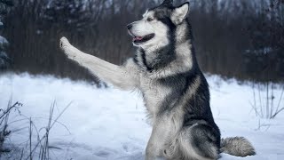 Overcoming Phobias with Alaskan Malamutes