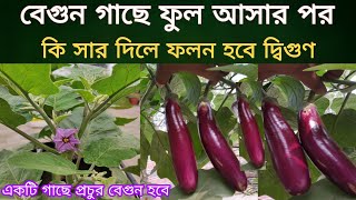 বেগুন গাছে ফুল আসার পর কি জৈব সার এবং কীটনাশক প্রয়োগ করলে ছোট গাছে প্রচুর পরিমাণে বেগুন হবে