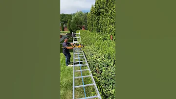 Как вам такой вариант стрижки кустов 😉