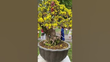 Cây Mai Vàng Đạt Giải Bạc Tại Công Viên Tao Đàn