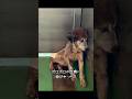 野犬は人には懐かないらしいので、飼ってみました #保護犬 #野犬 #doglovers