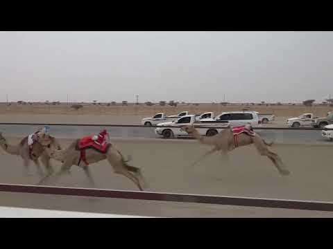 الشوط3 شروط عبدالله حميد علي العمري 2 8 13 التوقيت الأفضل الأبيض فطامين 5 7 2025