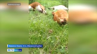 Стадо коров погибло от удара током в Хакасии