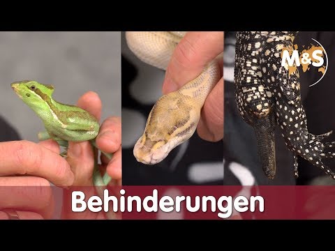 Video: Komplikationen Durch Niedrige Körpertemperatur Bei Reptilien