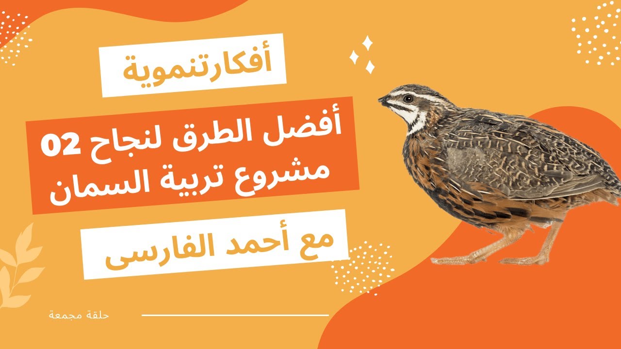 مشاريع تنموية | أفضل الطرق لنجاح مشروع تربية السمان ونماذج حية للمربين