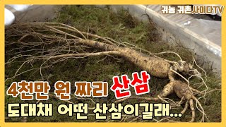 #귀농귀촌 #약초 #산삼 30년 경력 심마니가 발견한 약초계 금덩이