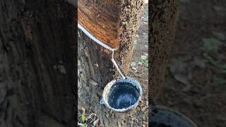 Satisfying asmr of rubber extraction #short #explore #trending #wood #satisfying #asmr #rubber