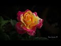 The beautiful rose blooms in my garden  hybrid tea rose flower
