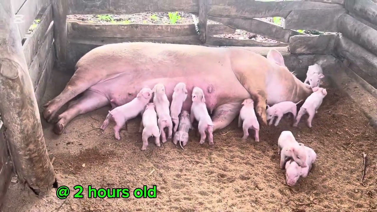 WHEN PIGLETS ARE BORN!! SEE HOW THEY ARE GROWING