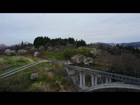 Esashi Tateyama historic park Cherry blossoms 2017/4/21