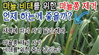 마늘 비대를 위한 마늘쫑 제거, 세력에 따라 다르게 해야!!