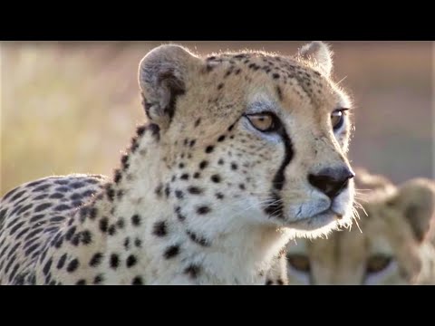 Best Cheetah Moments | Top 5 | BBC Earth