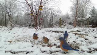 360 8k - Bluebirds in the Snow
