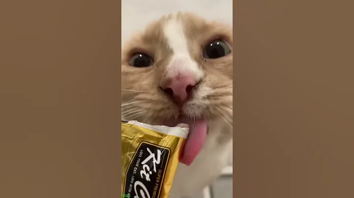 Watch the video about Funny Pets 😹 Cat Fight 🥰 #mewmew Ep 2296