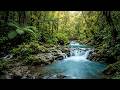 Flowing Forest River at Sunrise 🌅 | Soothing Bird Ambience for Peaceful Mornings