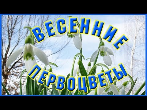 Весенние первоцветы | Калейдоскоп весенних цветов